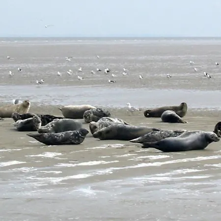 Holiday Waddenchalet.4 * Hippolytushoef